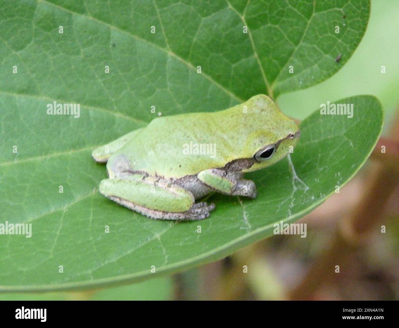 Pine Woods Tree Frog (Hyla femoralis) Amphibia Foto Stock