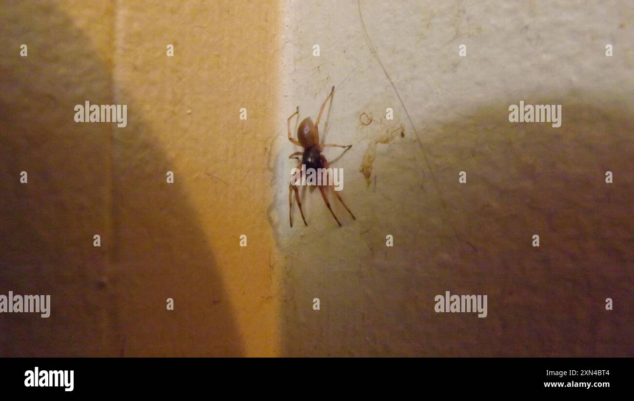 Sac Spider (Trachelas tranquillus) Arachnida Foto Stock