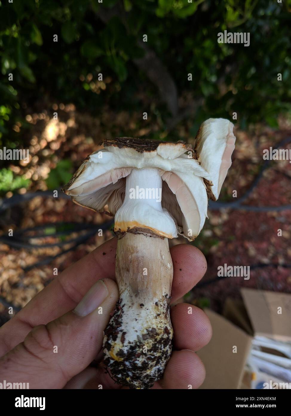 Funghi di colorante giallo (Agaricus xanthodermus) Foto Stock