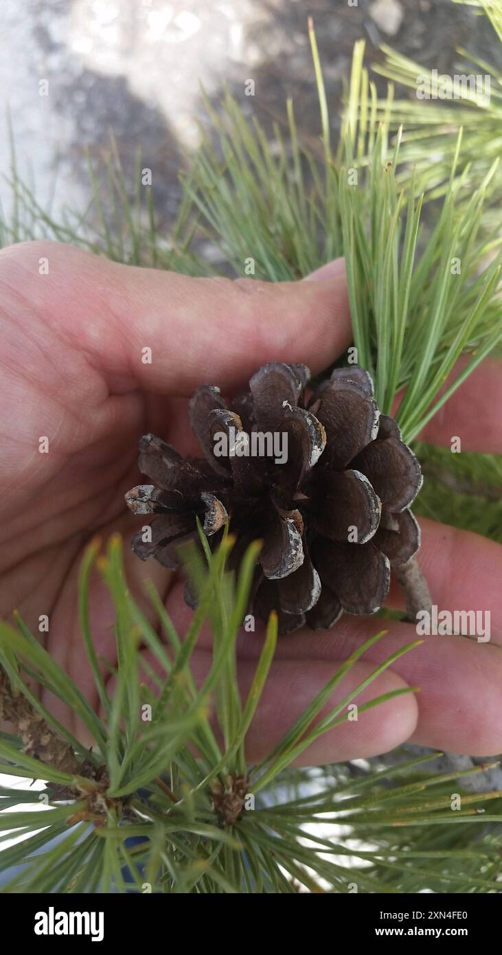 Pino Chihuahuan (Pinus leiophylla chihuahuana) Plantae Foto Stock