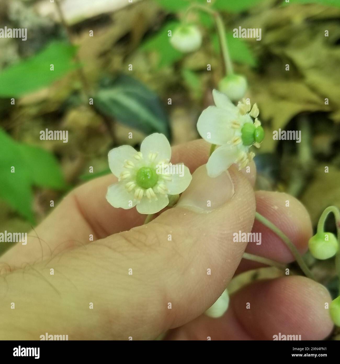 Plantae wintergreen a righe (Chimaphila maculata) Foto Stock