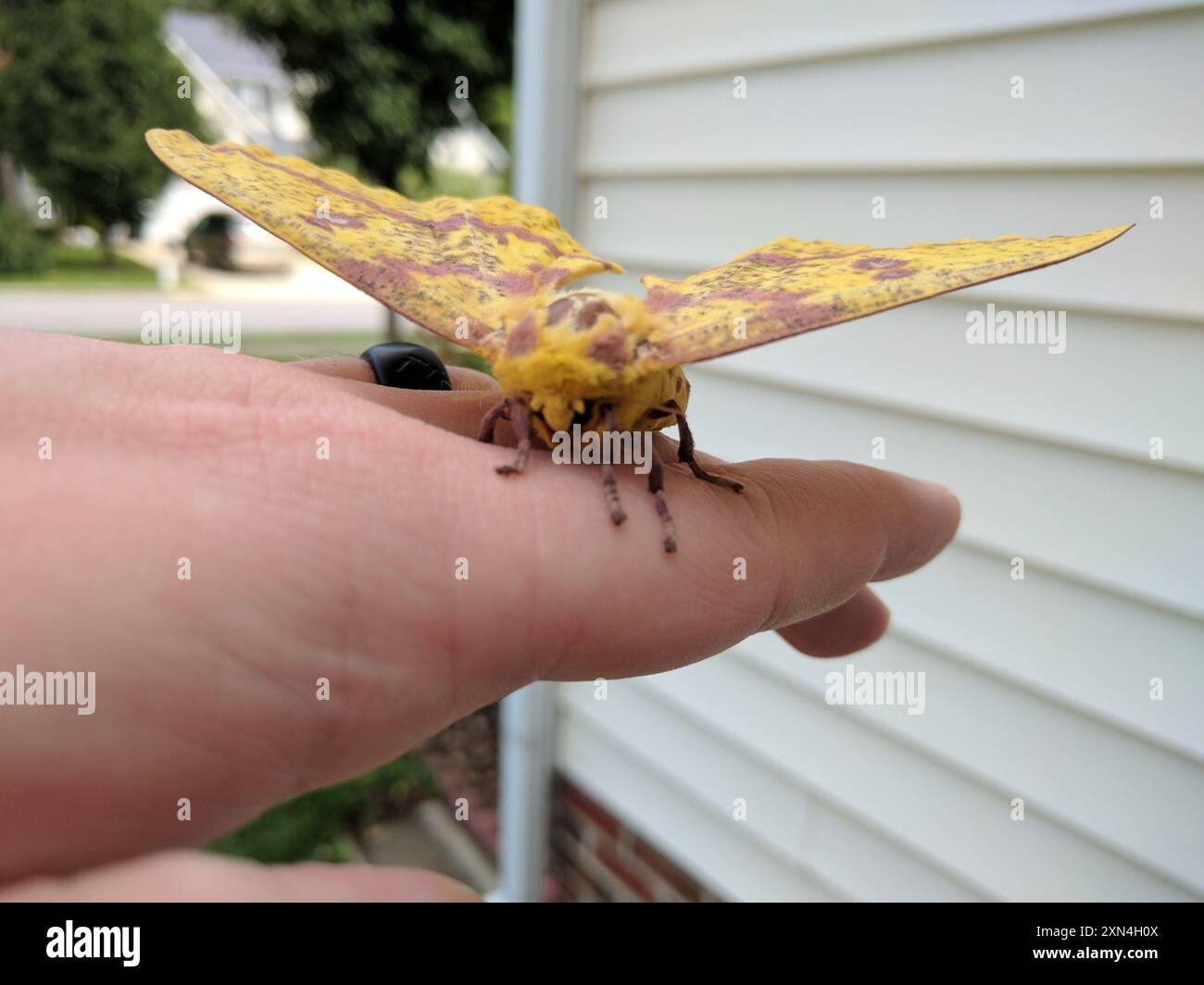 Imperial Moth (Eacles imperialis) Insecta Foto Stock