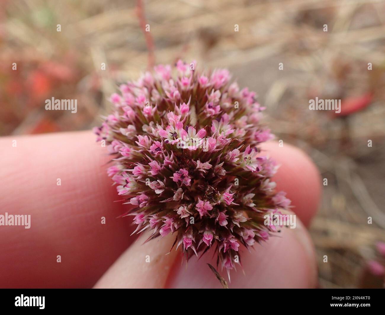 sonoma Spineflower (Chorizanthe valida) Plantae Foto Stock