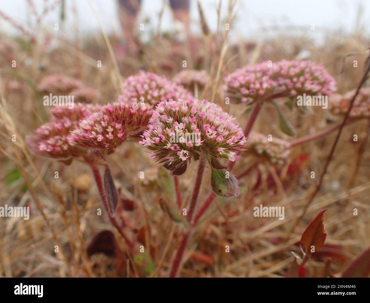 sonoma Spineflower (Chorizanthe valida) Plantae Foto Stock