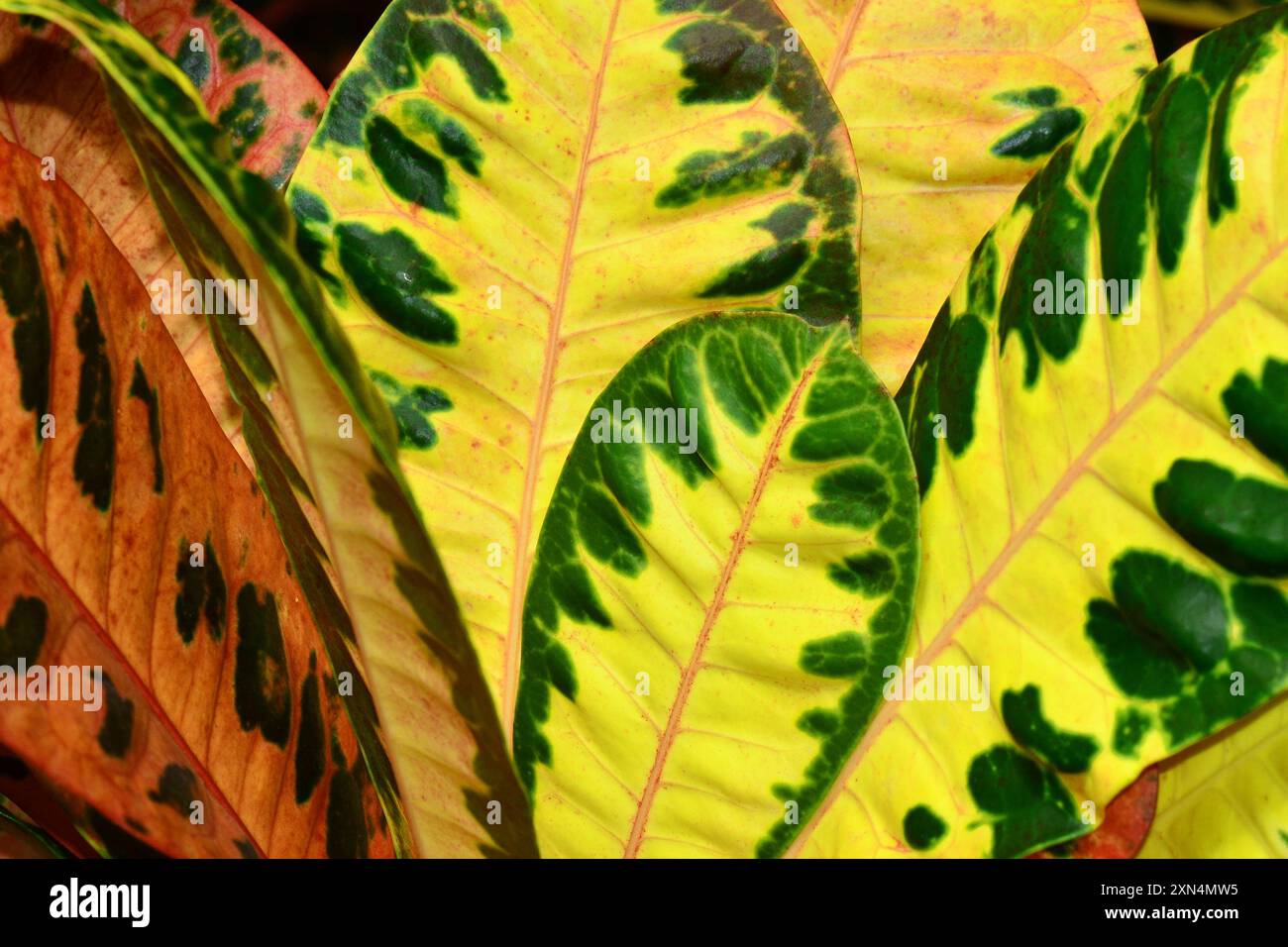 La pianta di Croton, dai colori giallo e verde. Foto Stock