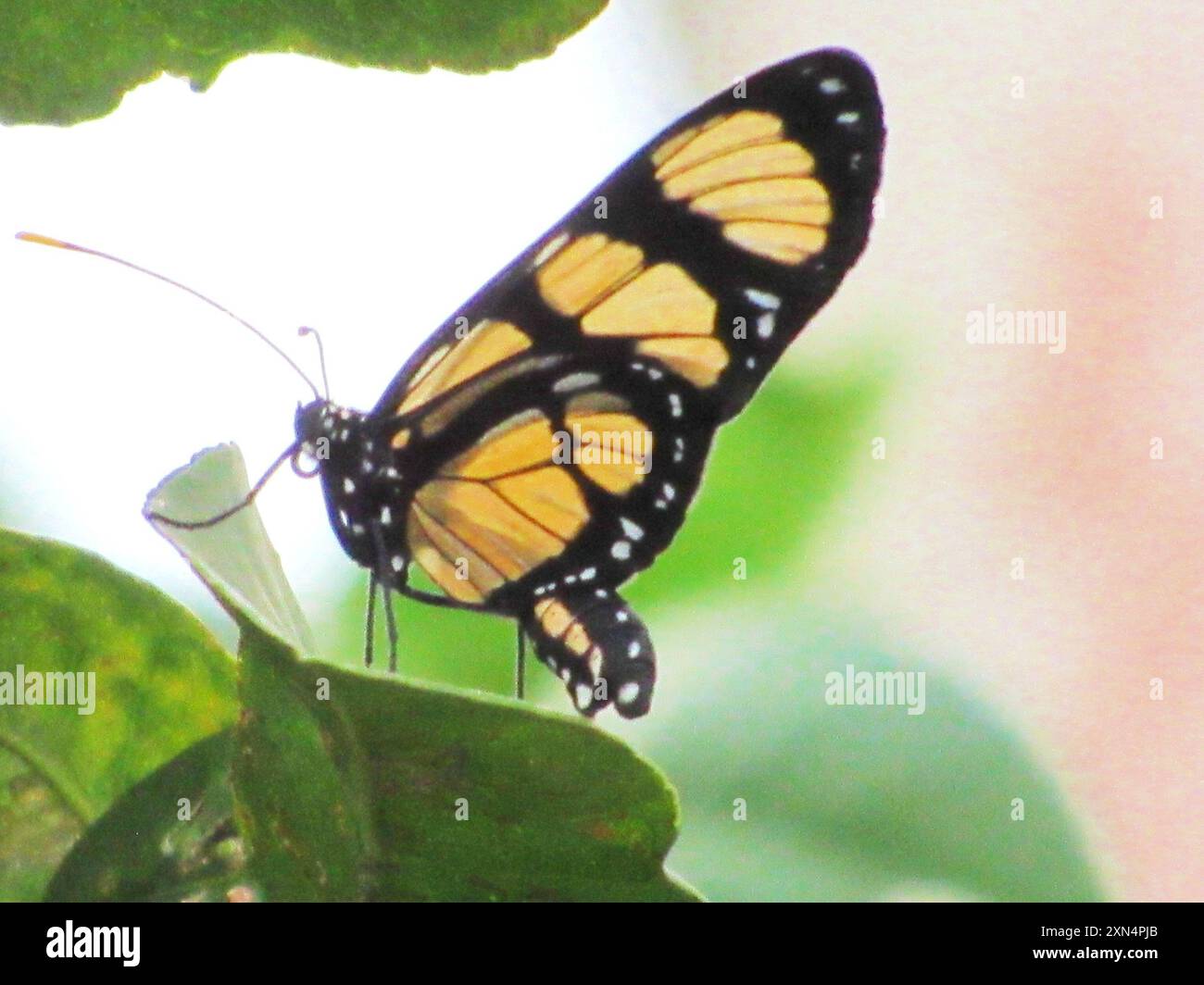 Themisto amberwing (Methona themisto) Insecta Foto Stock