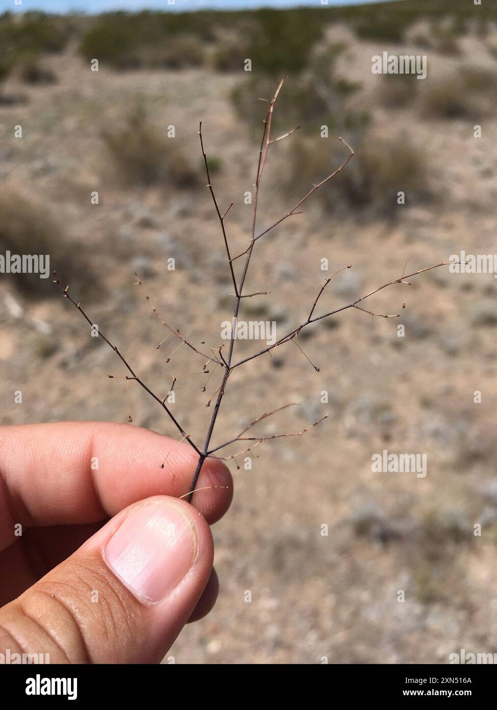 Little Desert Trumpet (Eriogonum trichope) Plantae Foto Stock