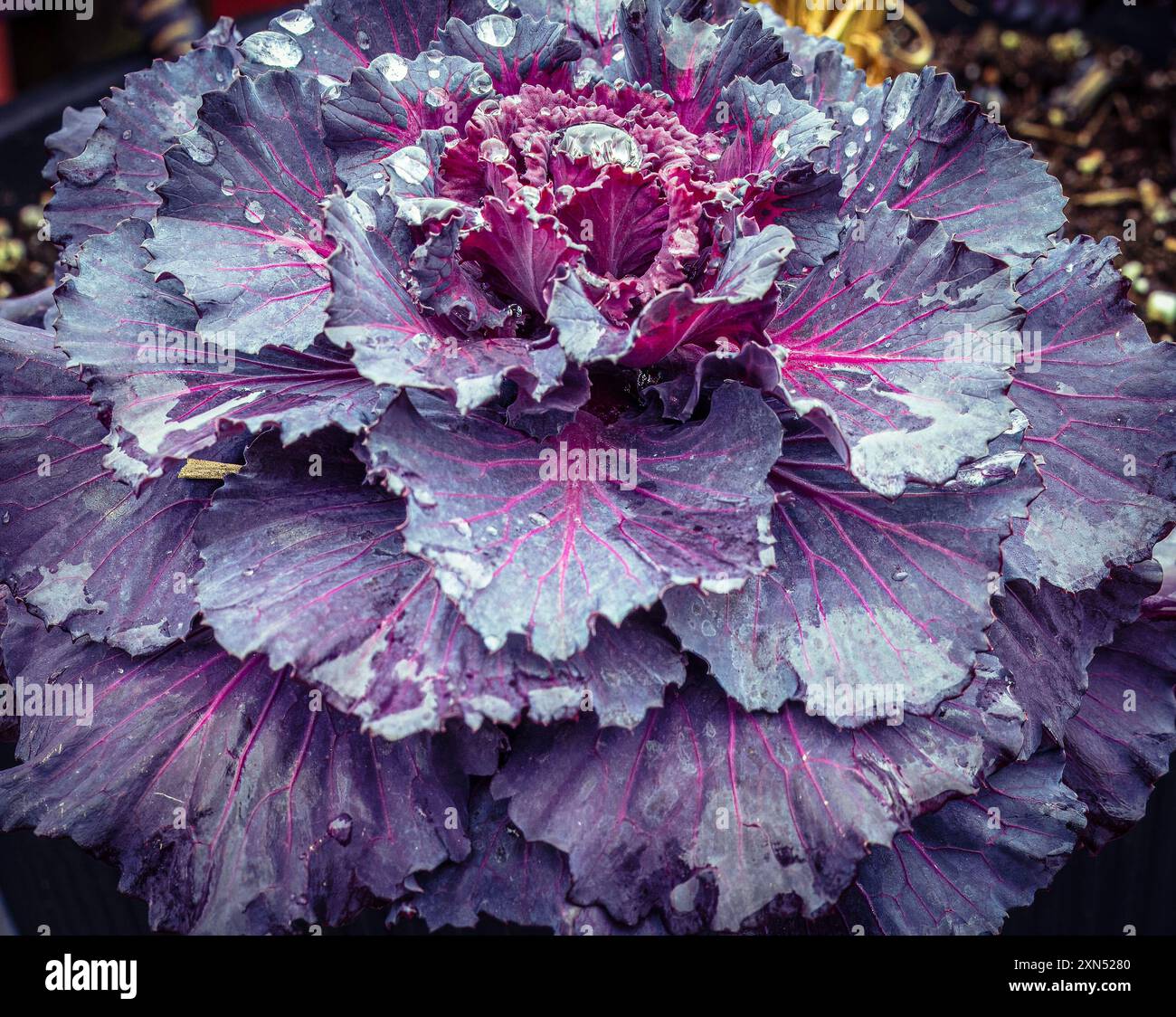 Cavolo viola ornamentale con goccioline d'acqua nel giardino autunnale, Brassica oleracea. Foto Stock