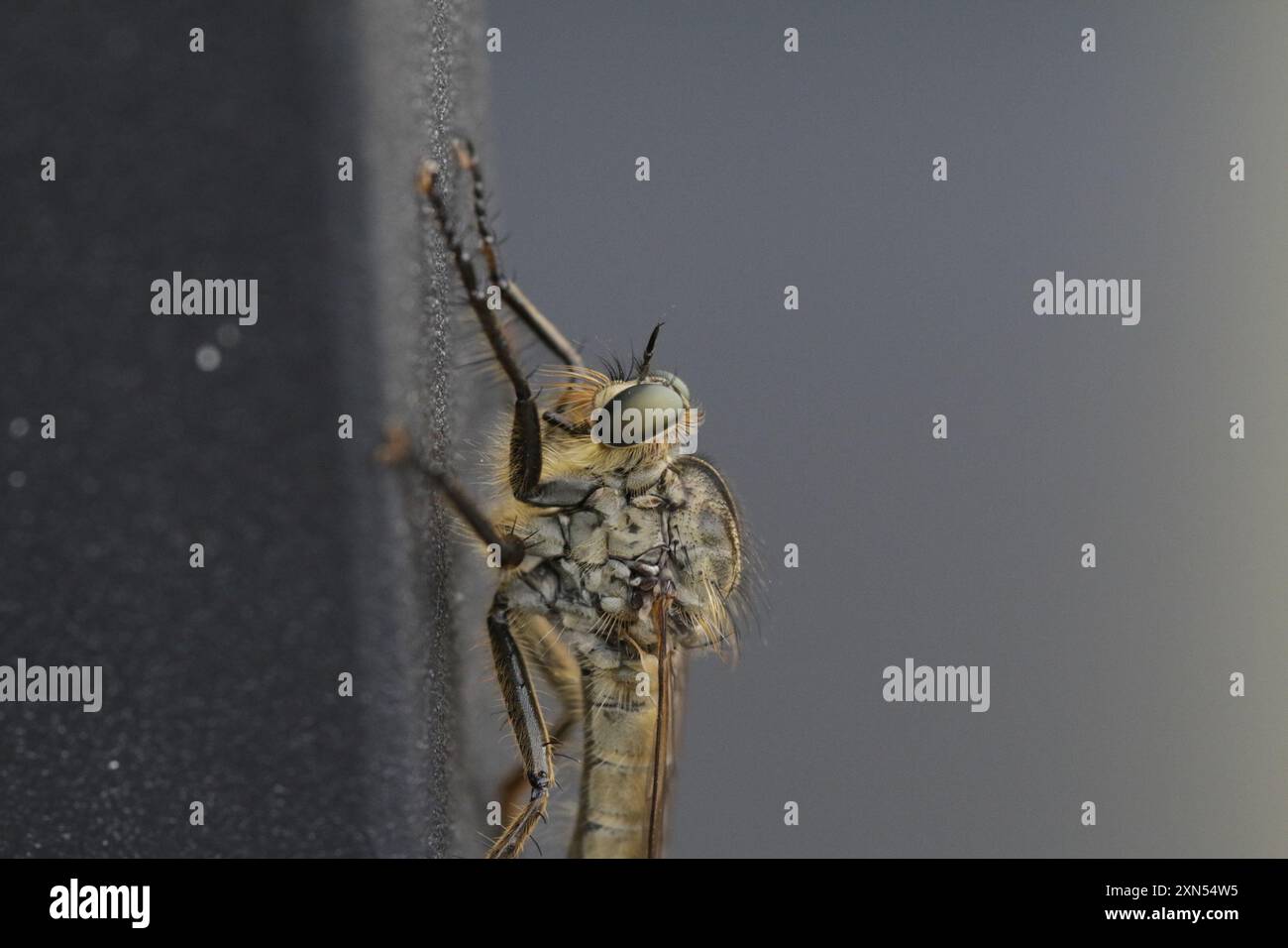 (Eutolmus rufibarbis) Insecta Foto Stock