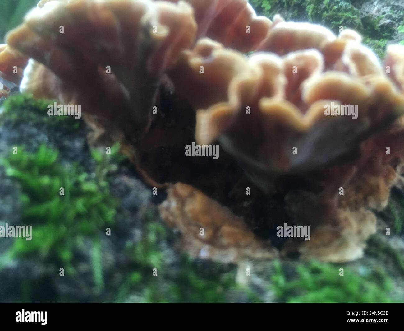 Funghi Bleeding Oak Crust (Stereum gausapatum) Foto Stock