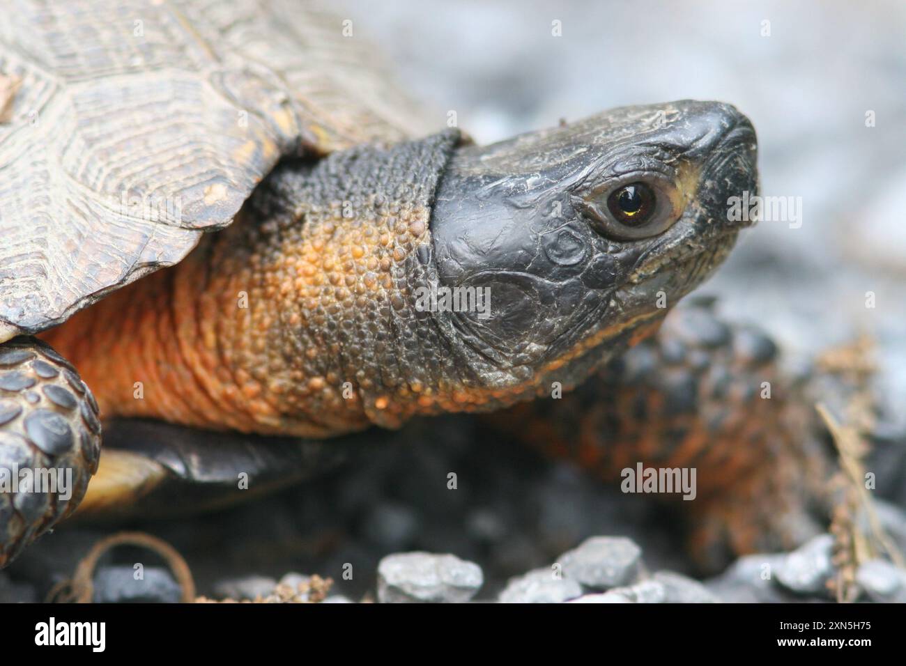 Tartaruga di legno (Glyptemys insculpta) Reptilia Foto Stock