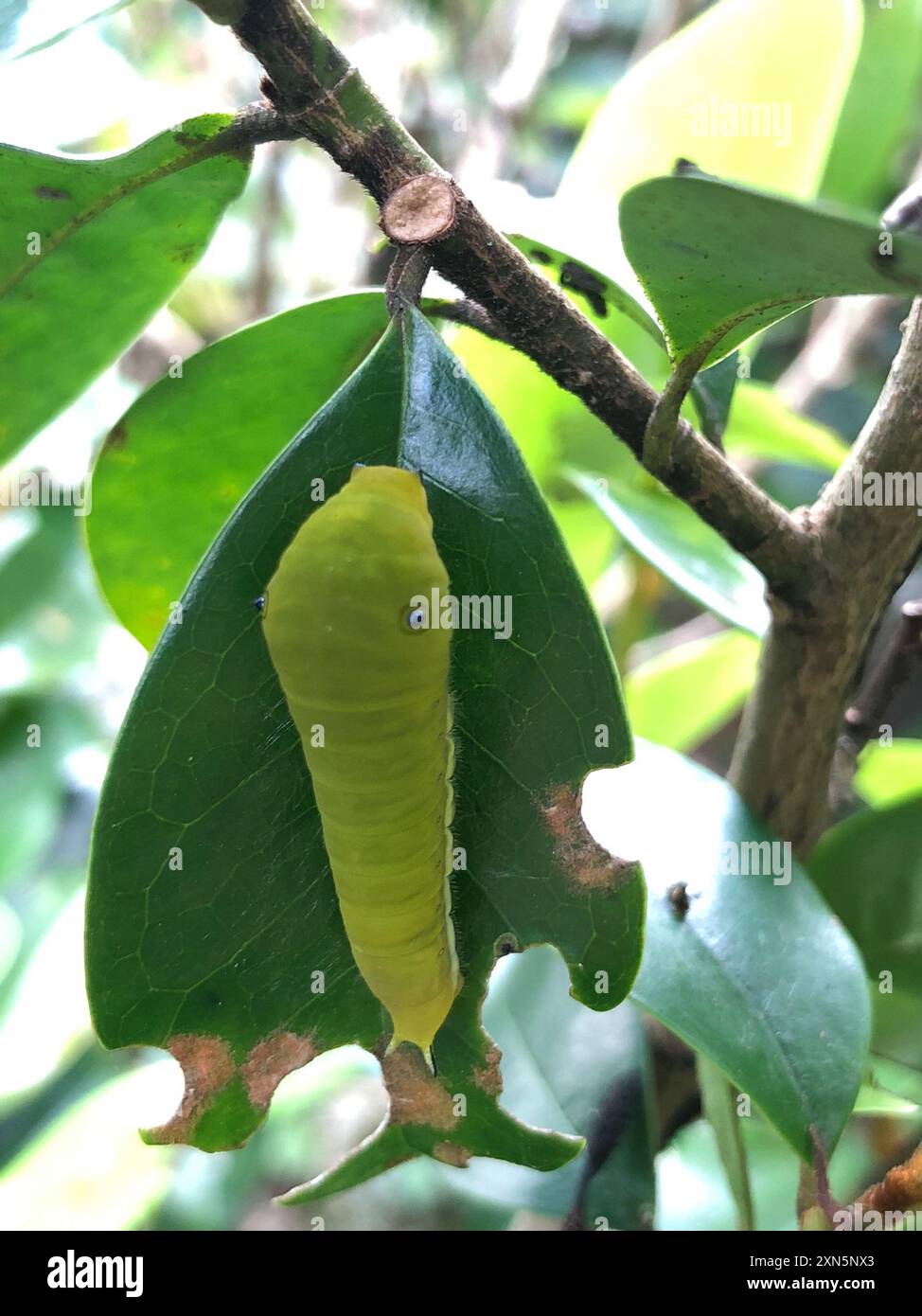 (Graphium doson postianus) Insecta Foto Stock