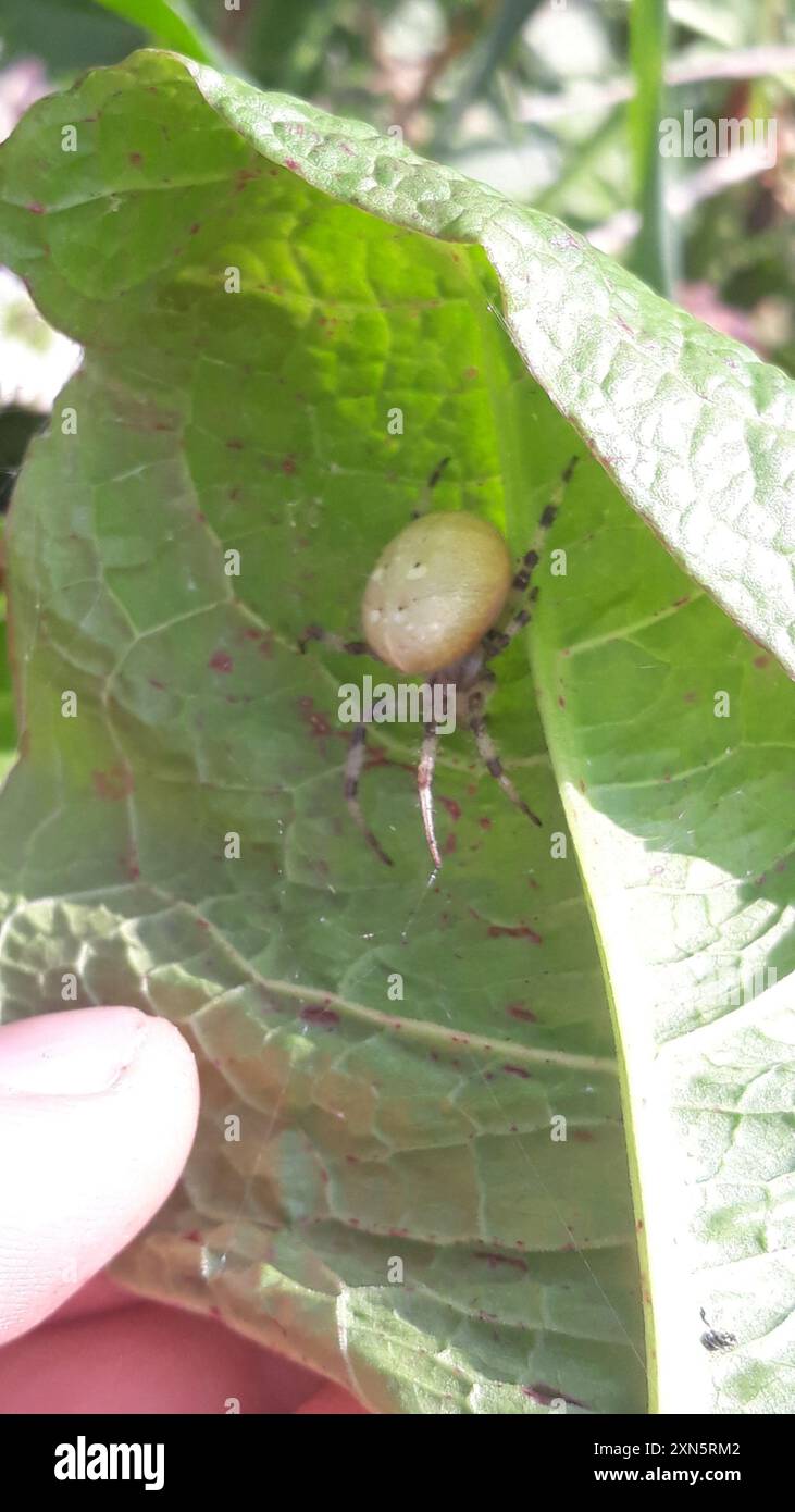 Orbweaver a quattro punti (Araneus quadratus) Arachnida Foto Stock