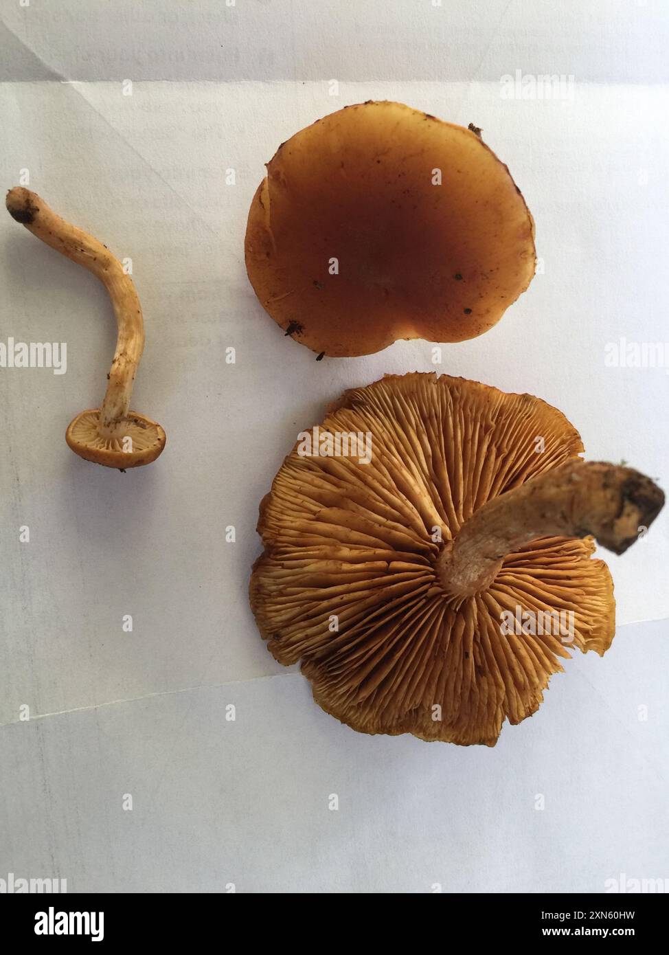 Funghi Rustgill (Gymnopilus sapineus) Foto Stock