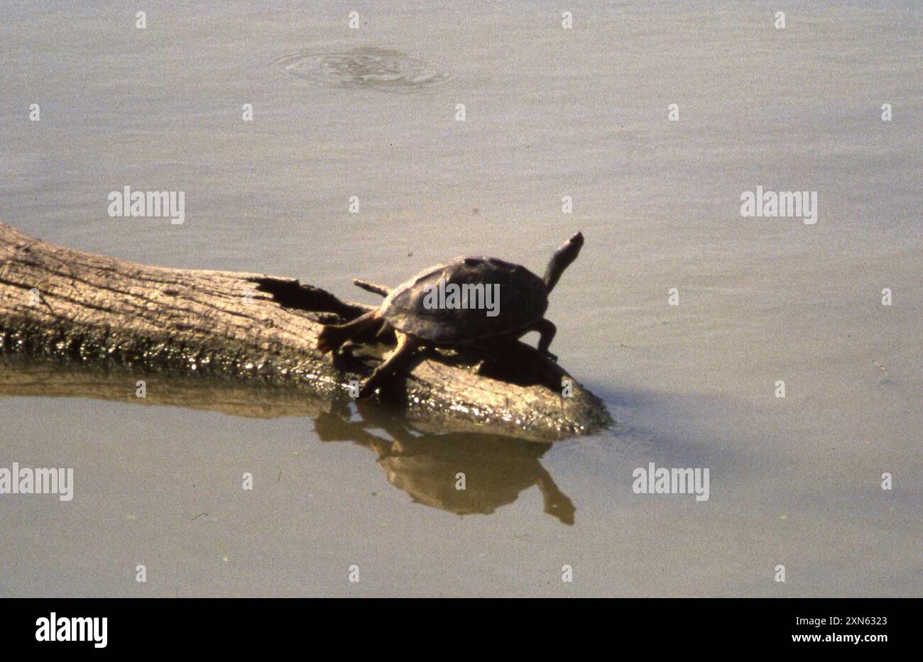 Tartaruga indiana (Pangshura tecta) Reptilia Foto Stock