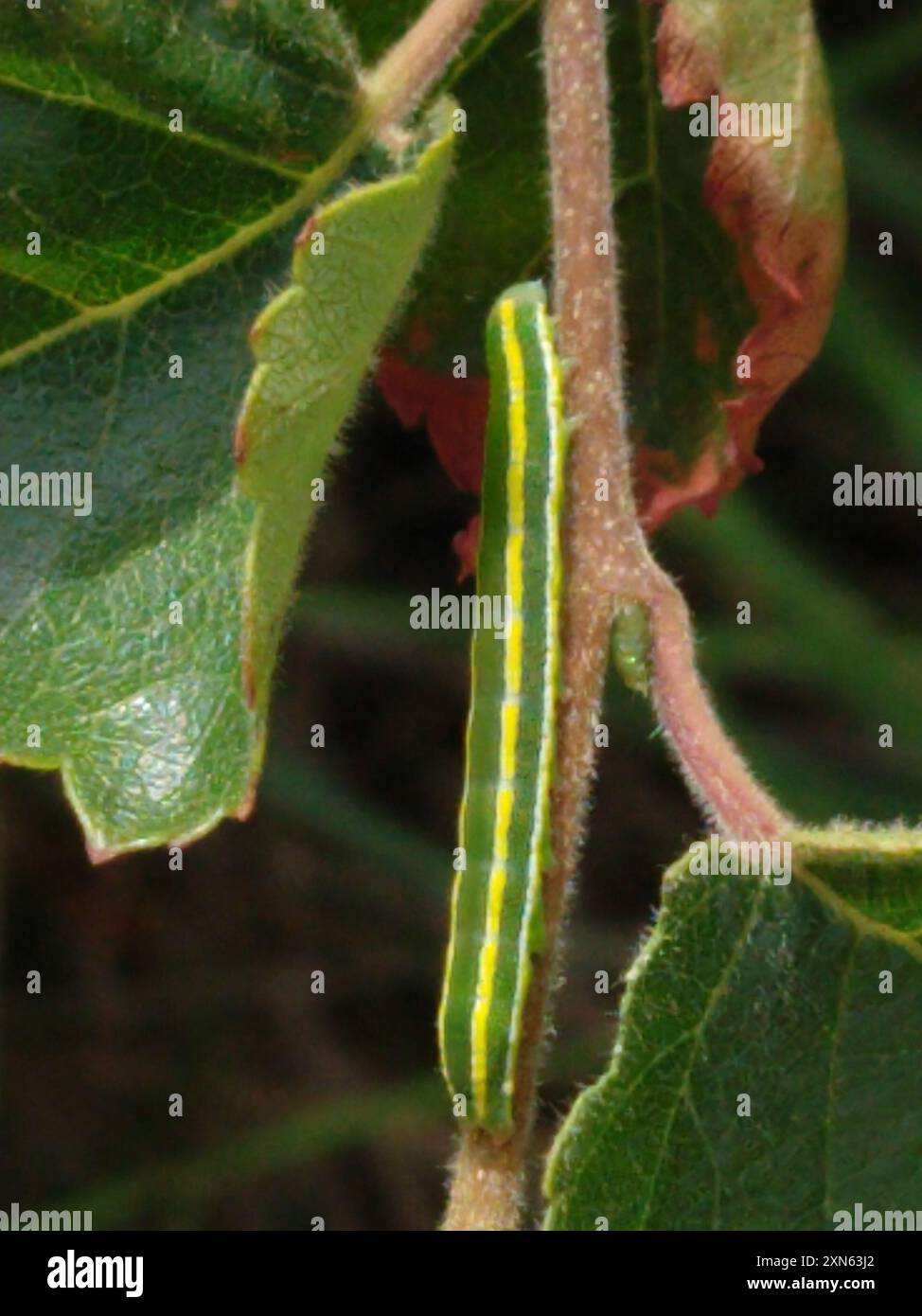 Scopa Moth (ceramica pisi) Insecta Foto Stock