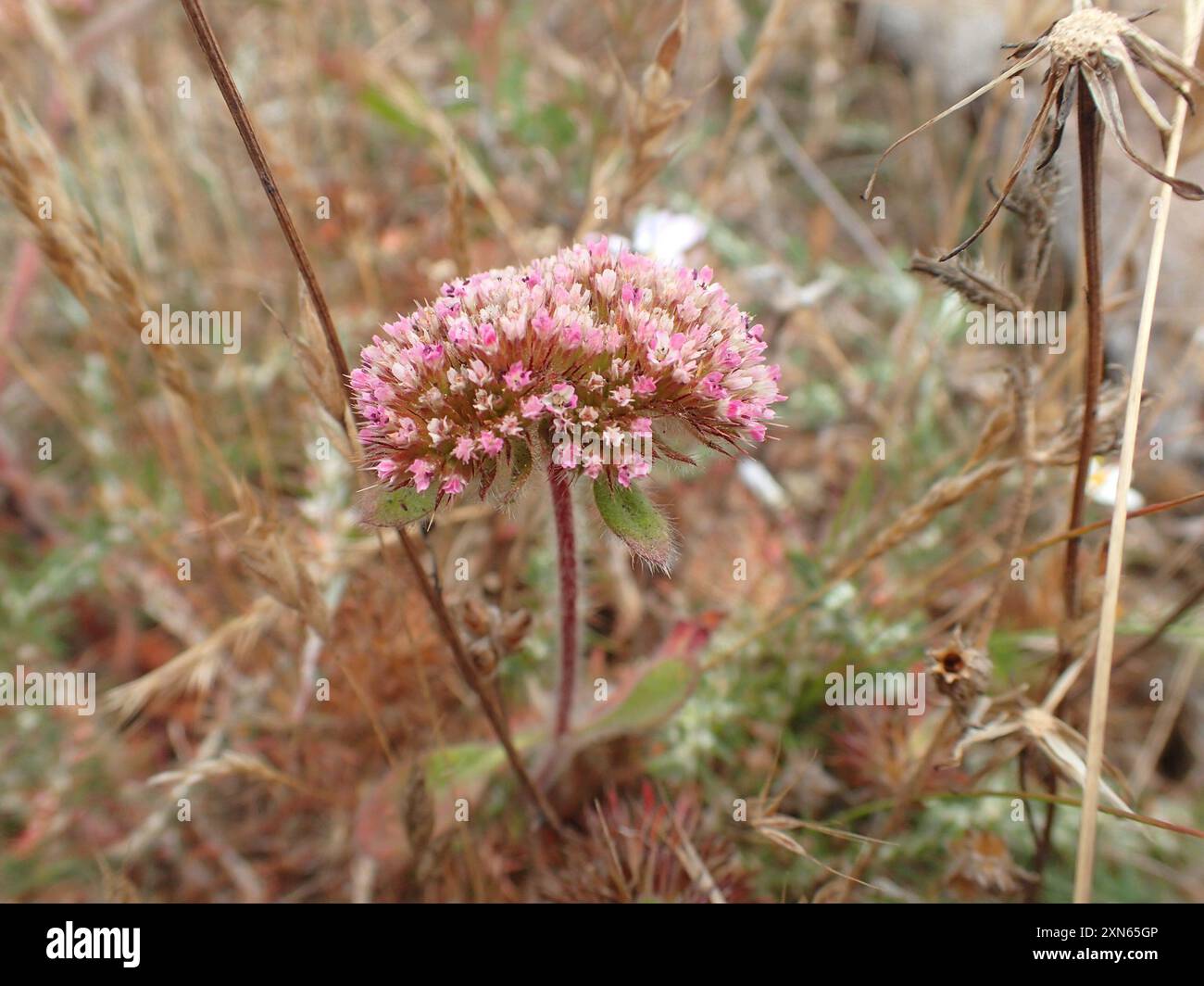 sonoma Spineflower (Chorizanthe valida) Plantae Foto Stock