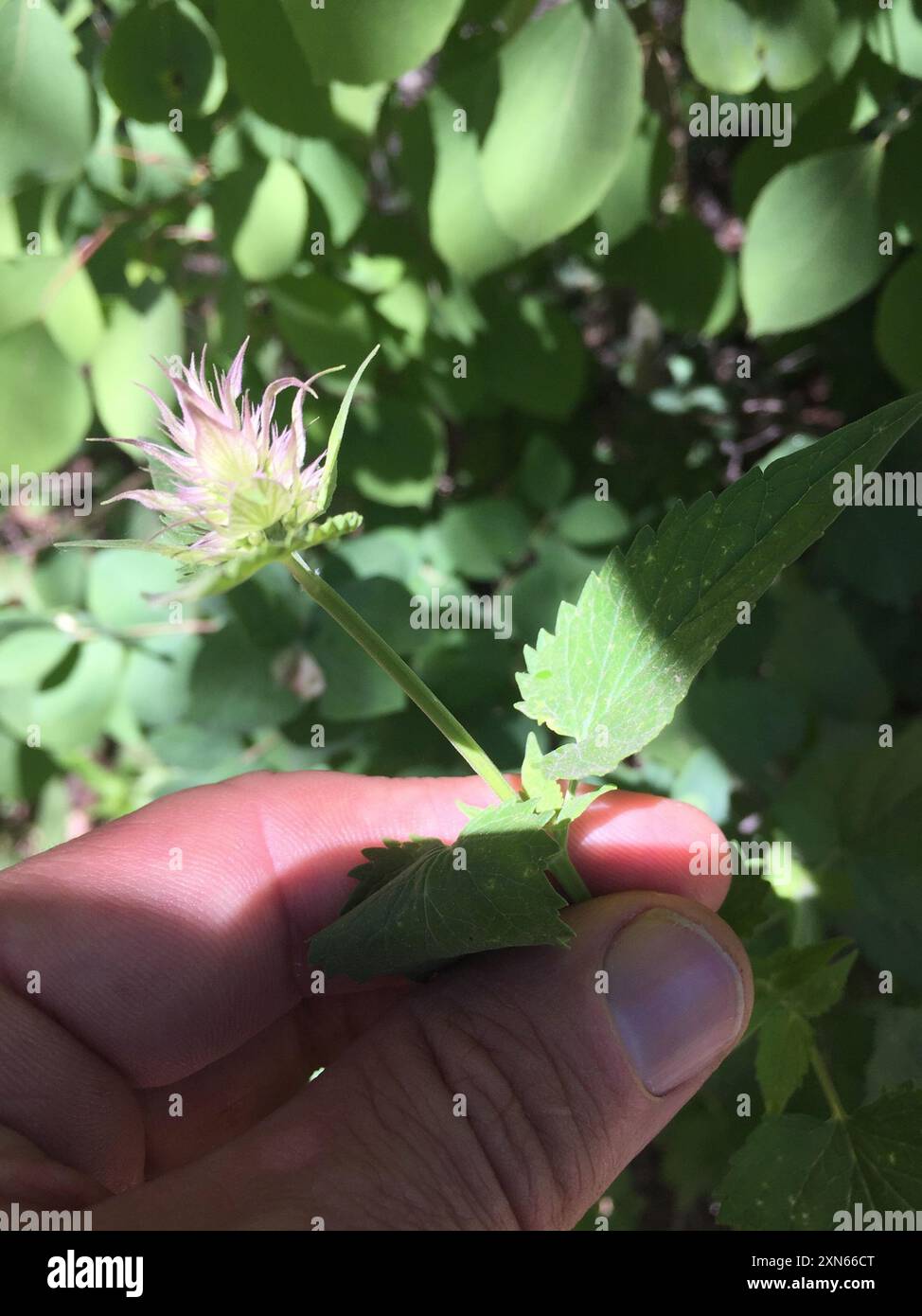 Plantae di issopo gigante delle foglie di ortica (Agastache orticifolia) Foto Stock