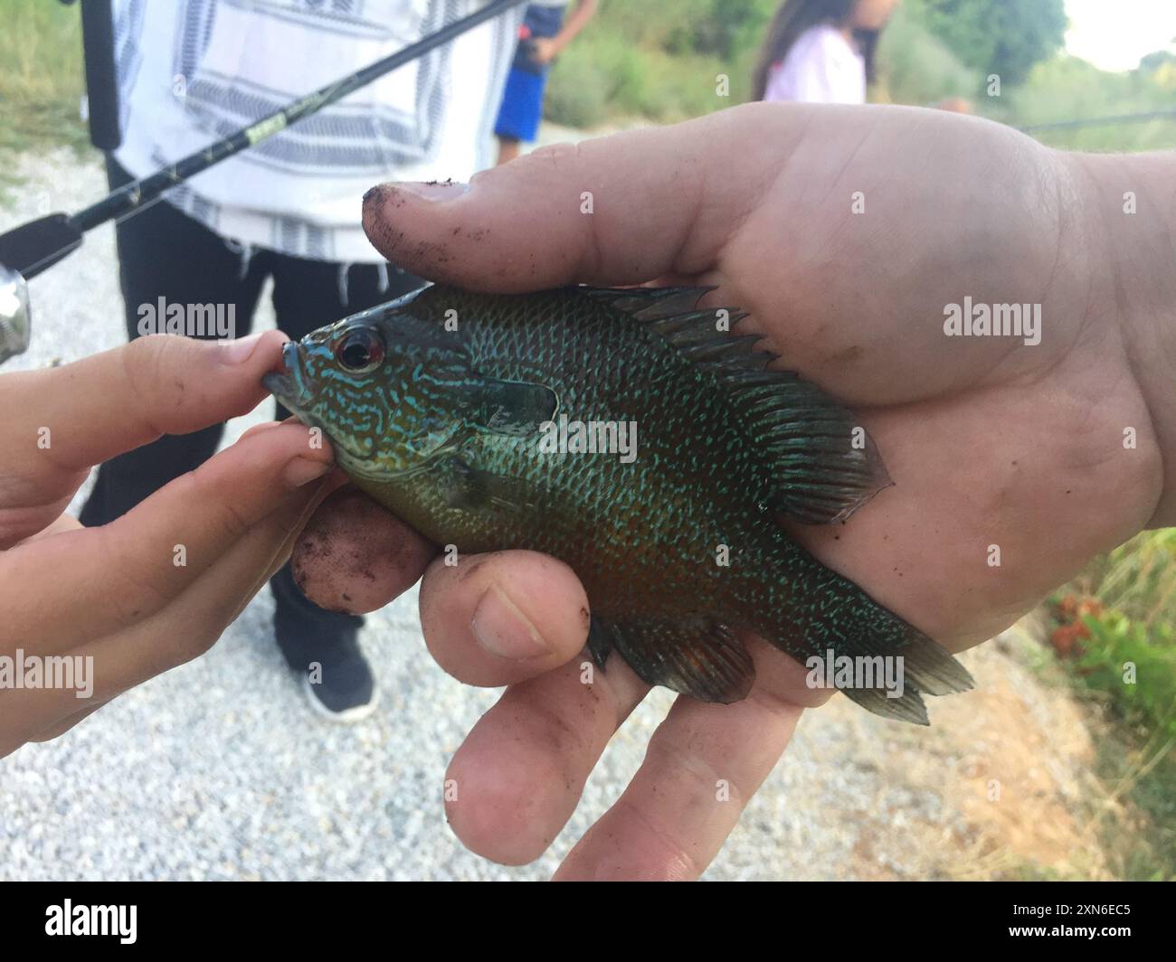 Longear Sunfish Complex (Lepomis megalotis) Actinopterygii Foto Stock