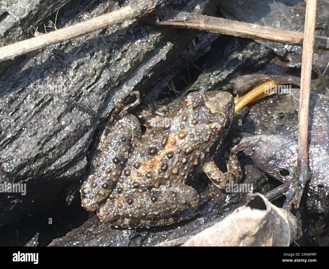 Blanchard's Cricket Frog (Acris blanchardi) Amphibia Foto Stock