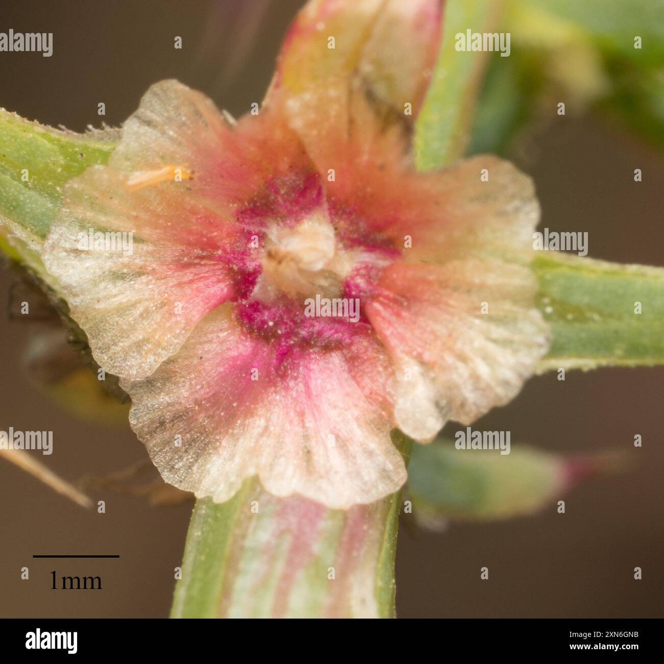 Cardo Russo meridionale (Salsola australis) Plantae Foto Stock