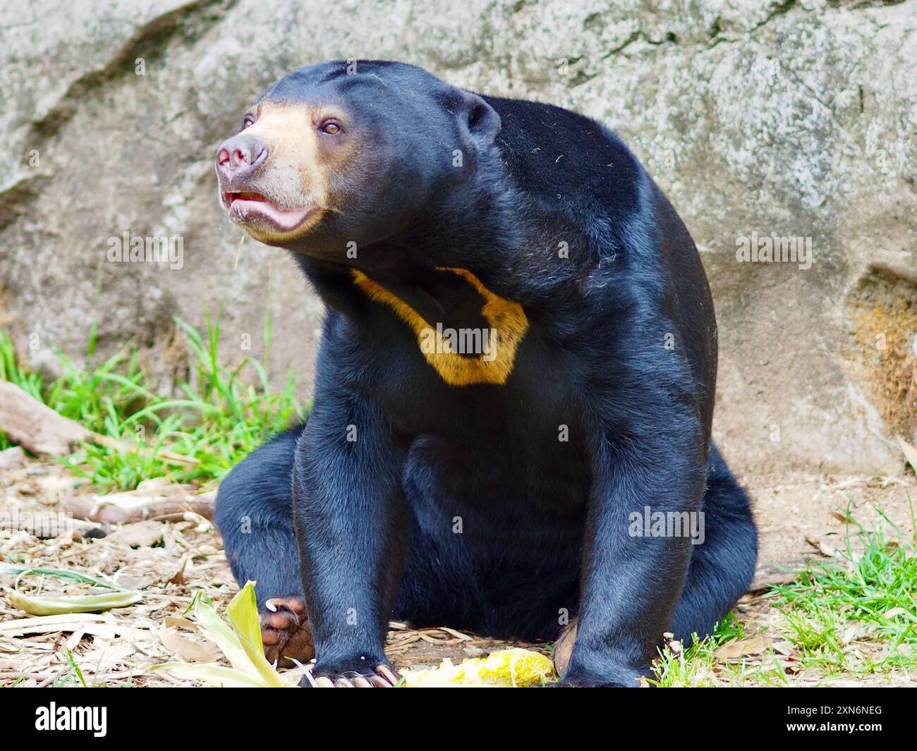Affascinante e carismatico Orso Sole in una bellezza eccezionale. Foto Stock