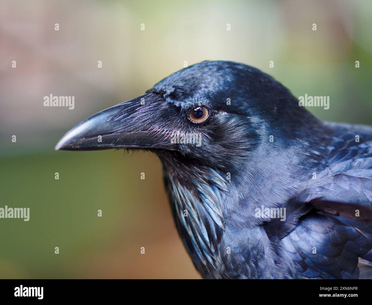 Il maestoso e accattivante corvo australiano con occhi piercing e un elegante piumaggio nero. Foto Stock