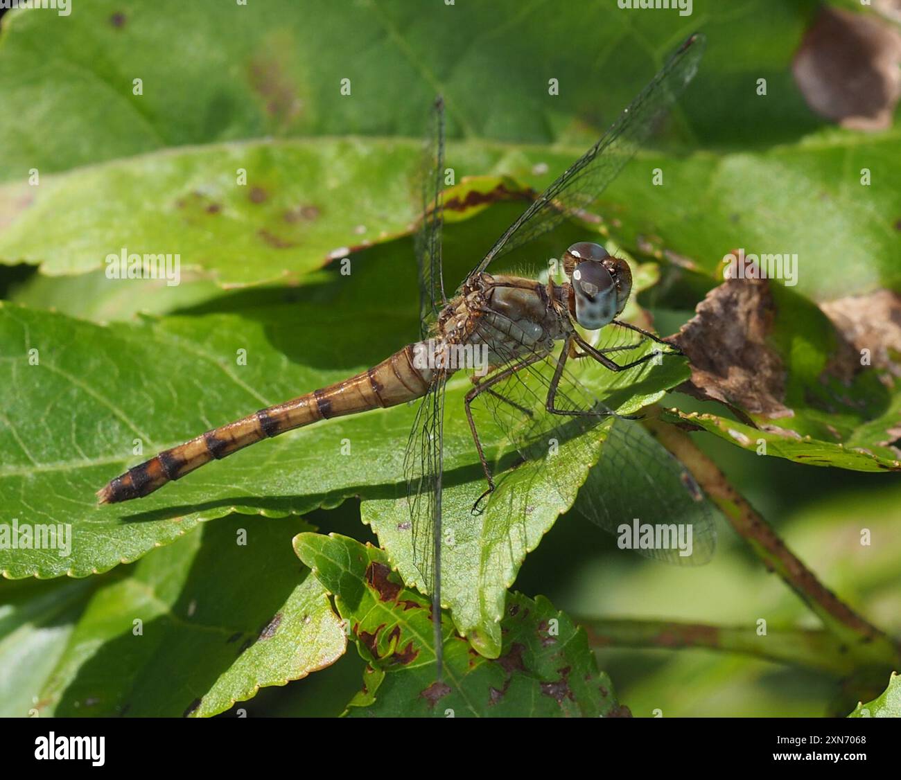 Meadowhawk (Sympetrum ambiguum) Insecta dalla faccia blu Foto Stock