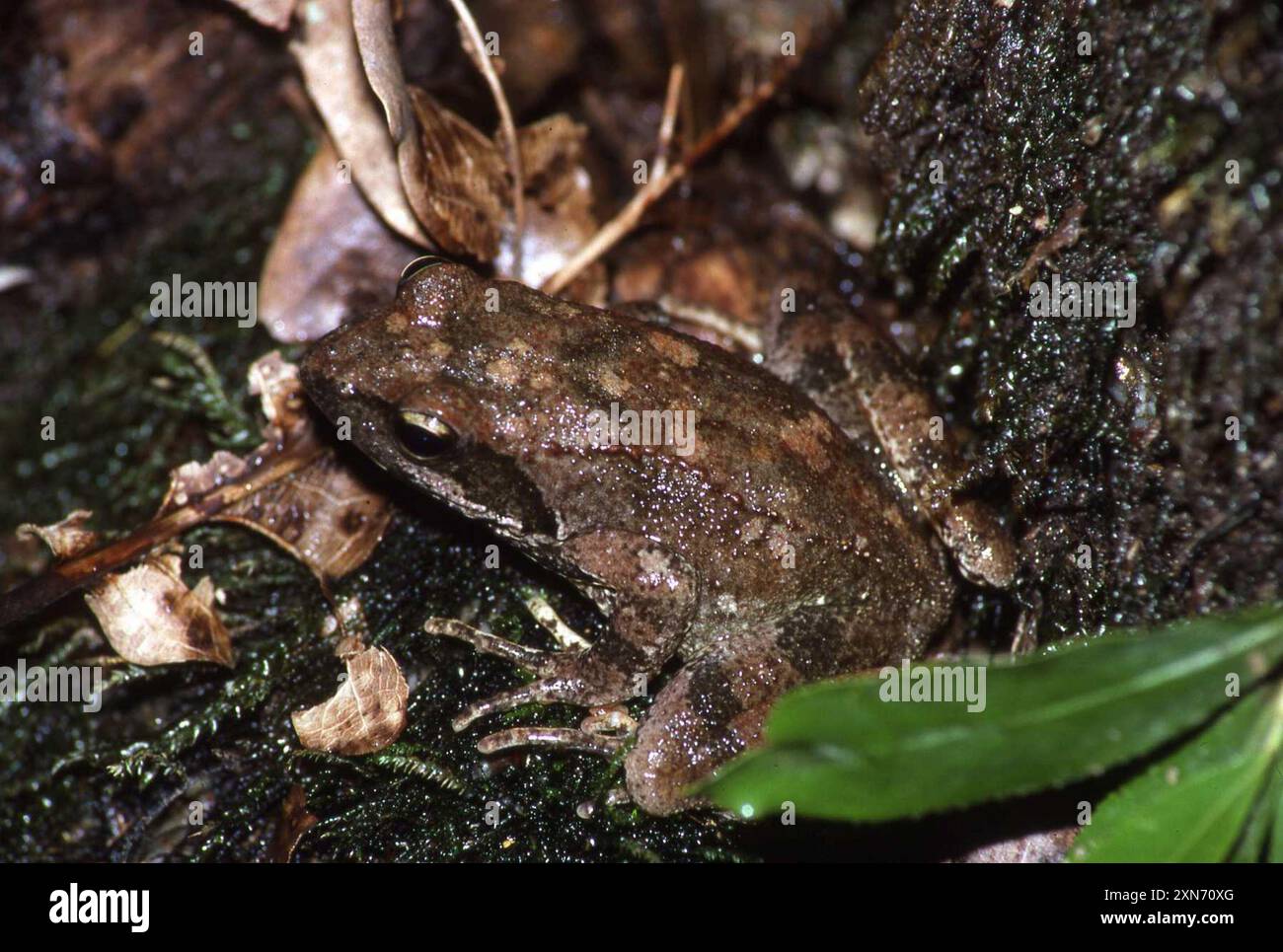 Rana italiana (Rana italica) Amphibia Foto Stock