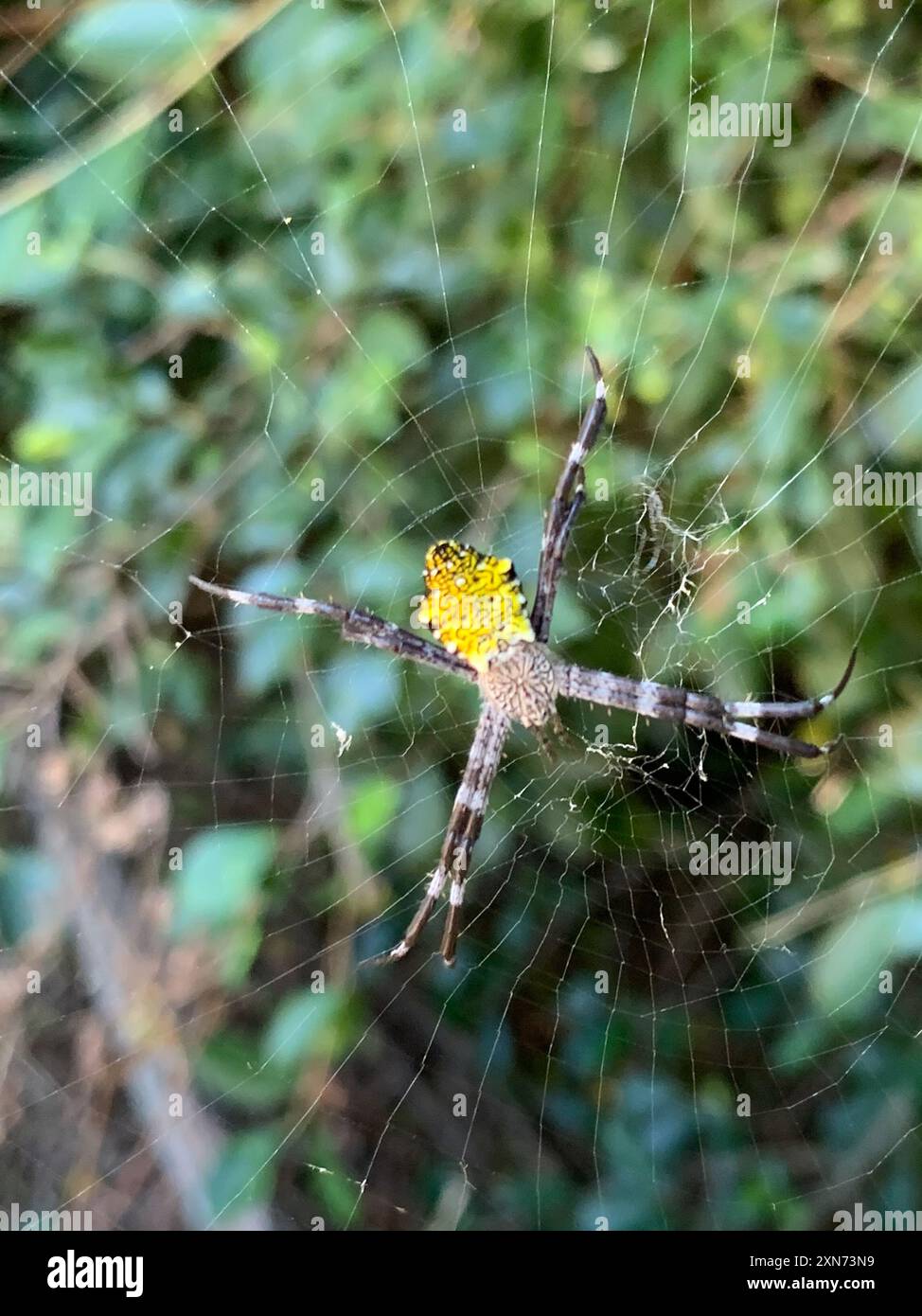 Aracnida (Argiope appensa) Hawaiian Garden Spider (Argiope appensa) Foto Stock