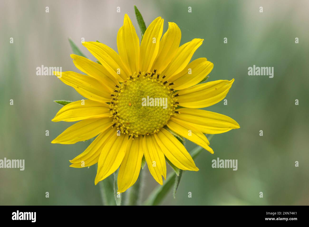 Annuire Nano Girasole (Helianthella quinquenervis) Plantae Foto Stock