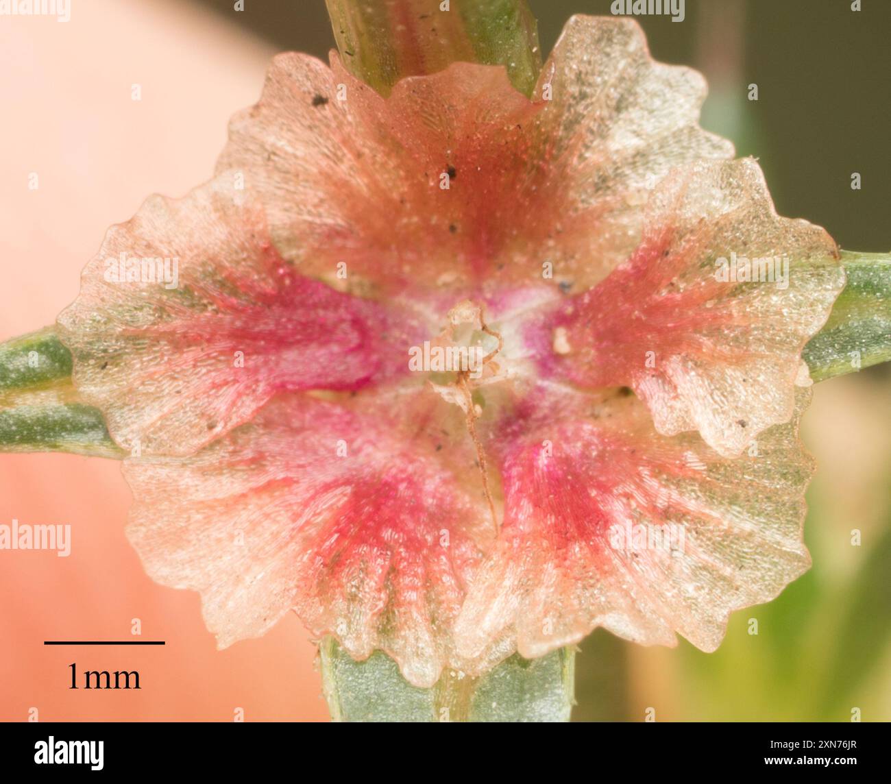 Cardo Russo meridionale (Salsola australis) Plantae Foto Stock