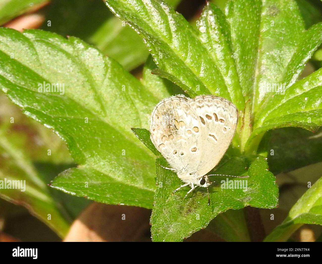 Blu lime (Chilades lajus) Insecta Foto Stock