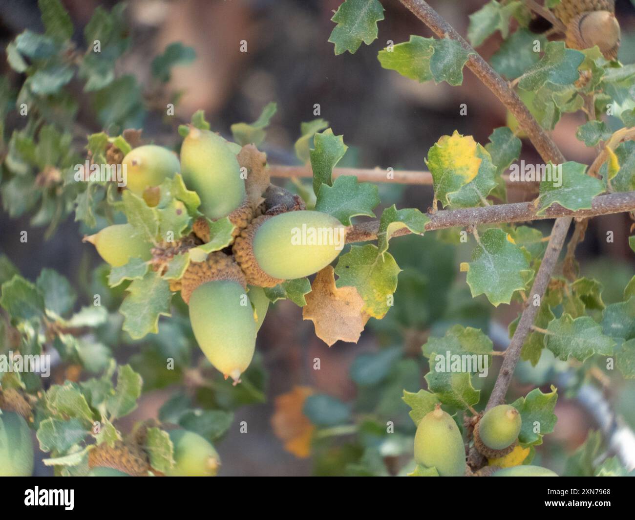 Quercia della California (Quercus berberidifolia) Plantae Foto Stock