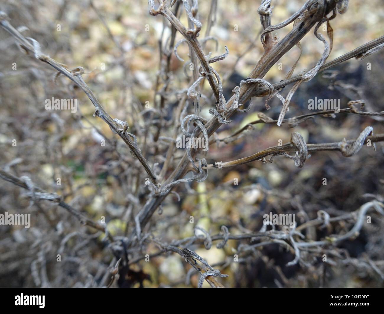 Alghe erbacee (Suaeda maritima) Plantae Foto Stock