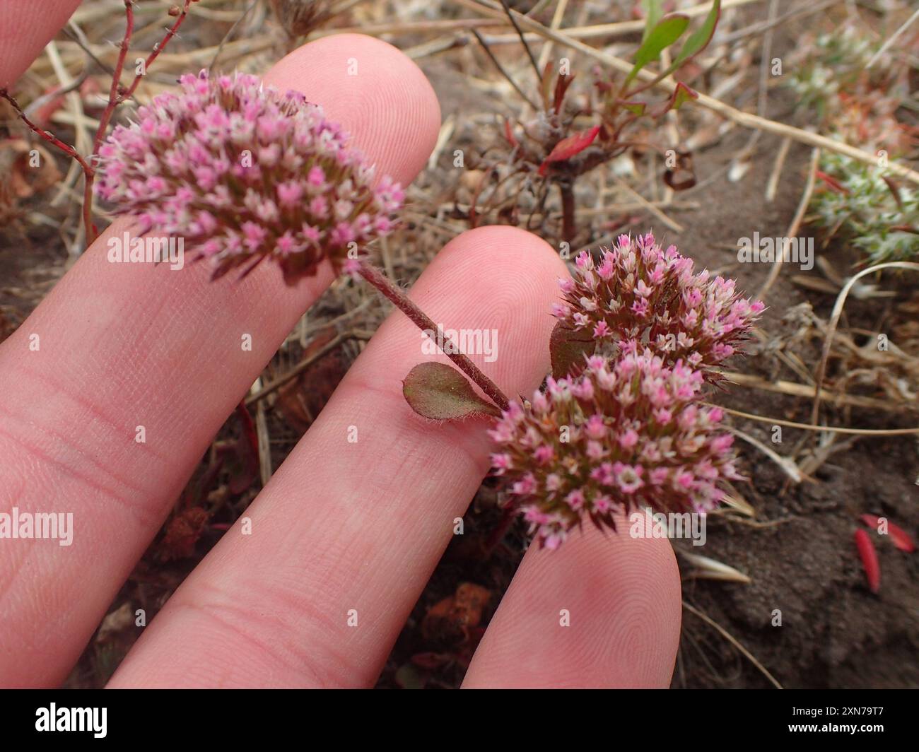 sonoma Spineflower (Chorizanthe valida) Plantae Foto Stock