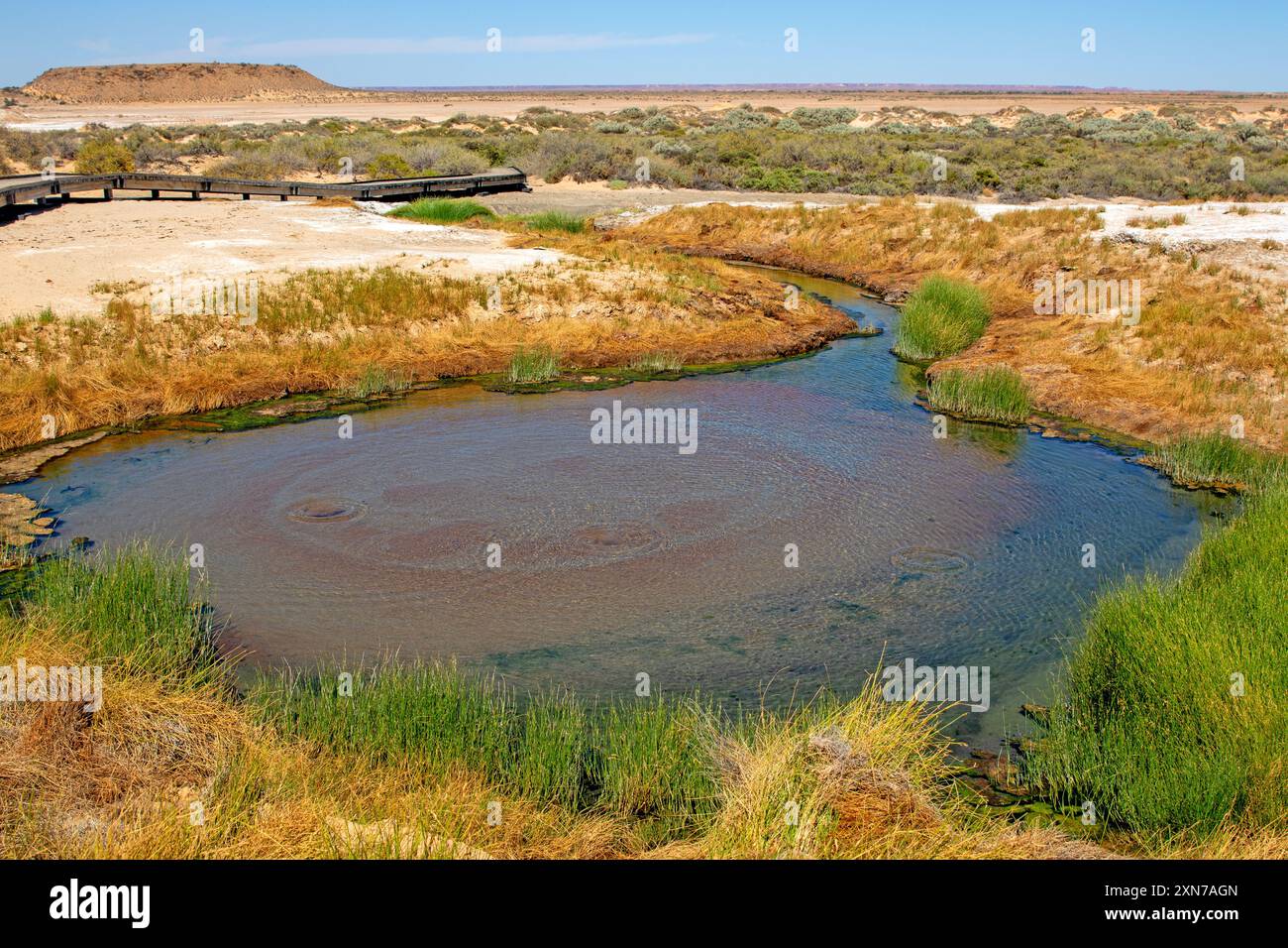 La sorgente Bubbler al Wabma Kadarbu Mound Springs Conservation Park Foto Stock