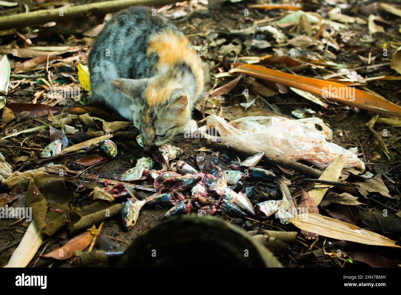 Il gatto randagio consuma i resti di pesce sul terreno circondati da rifiuti di plastica, illustrando i problemi ambientali Foto Stock