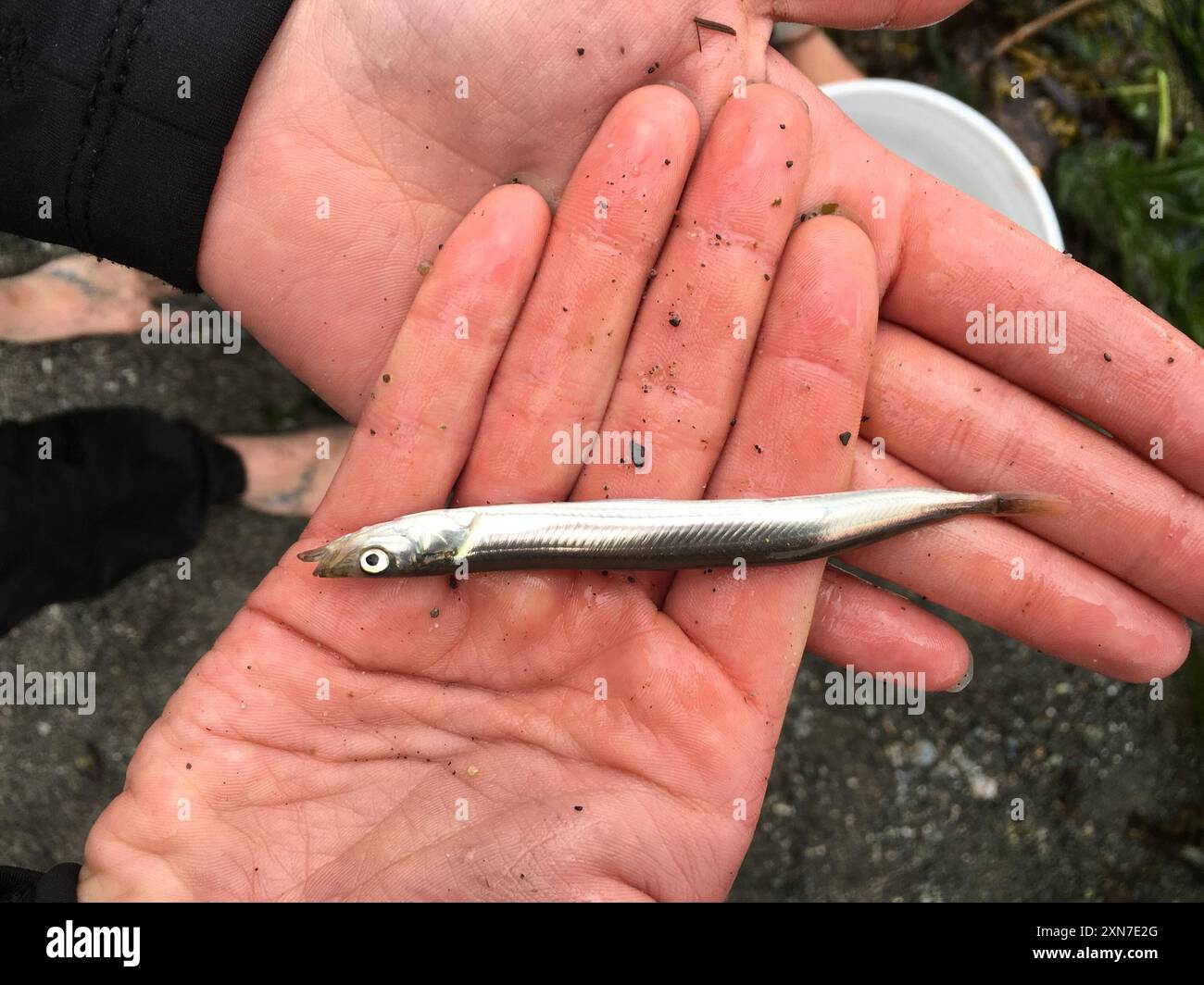 Pacific Sand Lance (Ammodytes personatus) Actinopterygii Foto Stock