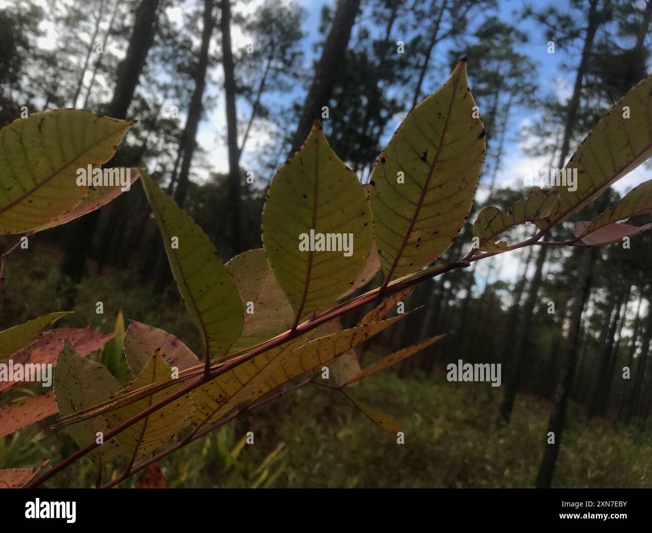Veleno sumac (Toxicodendron vernix) Plantae Foto Stock