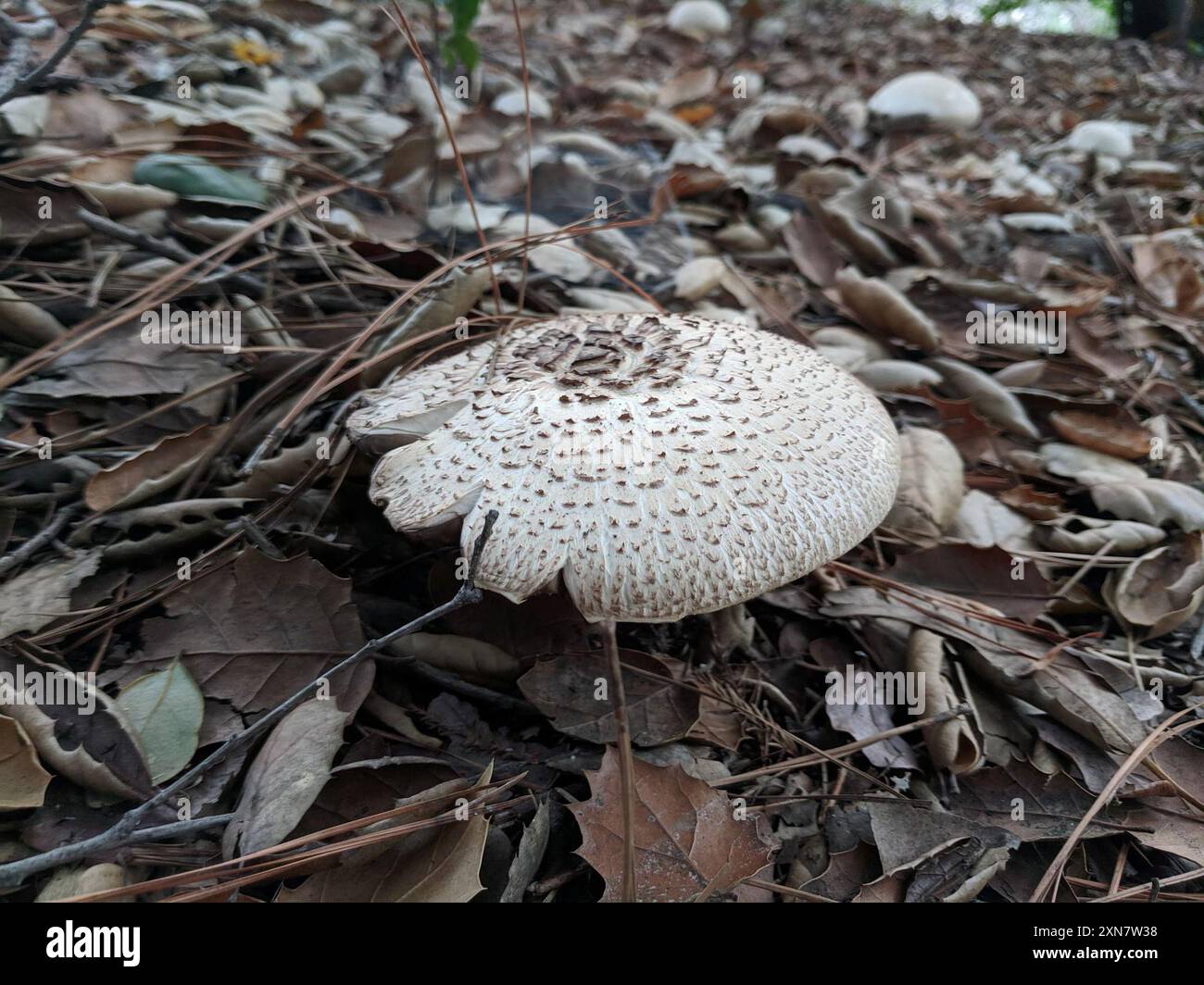 Funghi di colorante giallo (Agaricus xanthodermus) Foto Stock