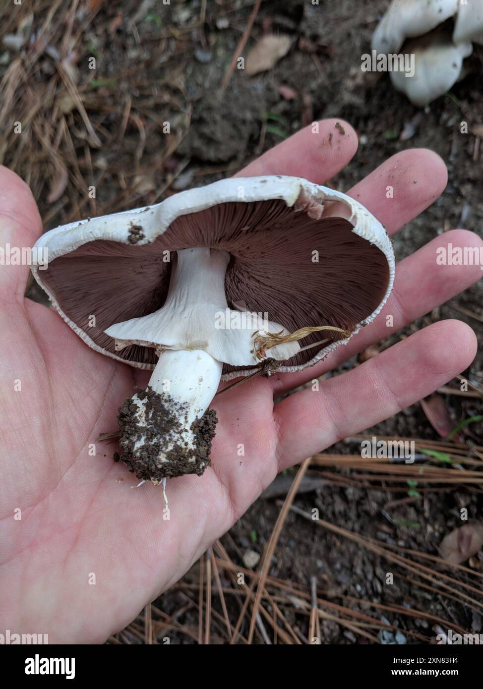 Funghi di colorante giallo (Agaricus xanthodermus) Foto Stock