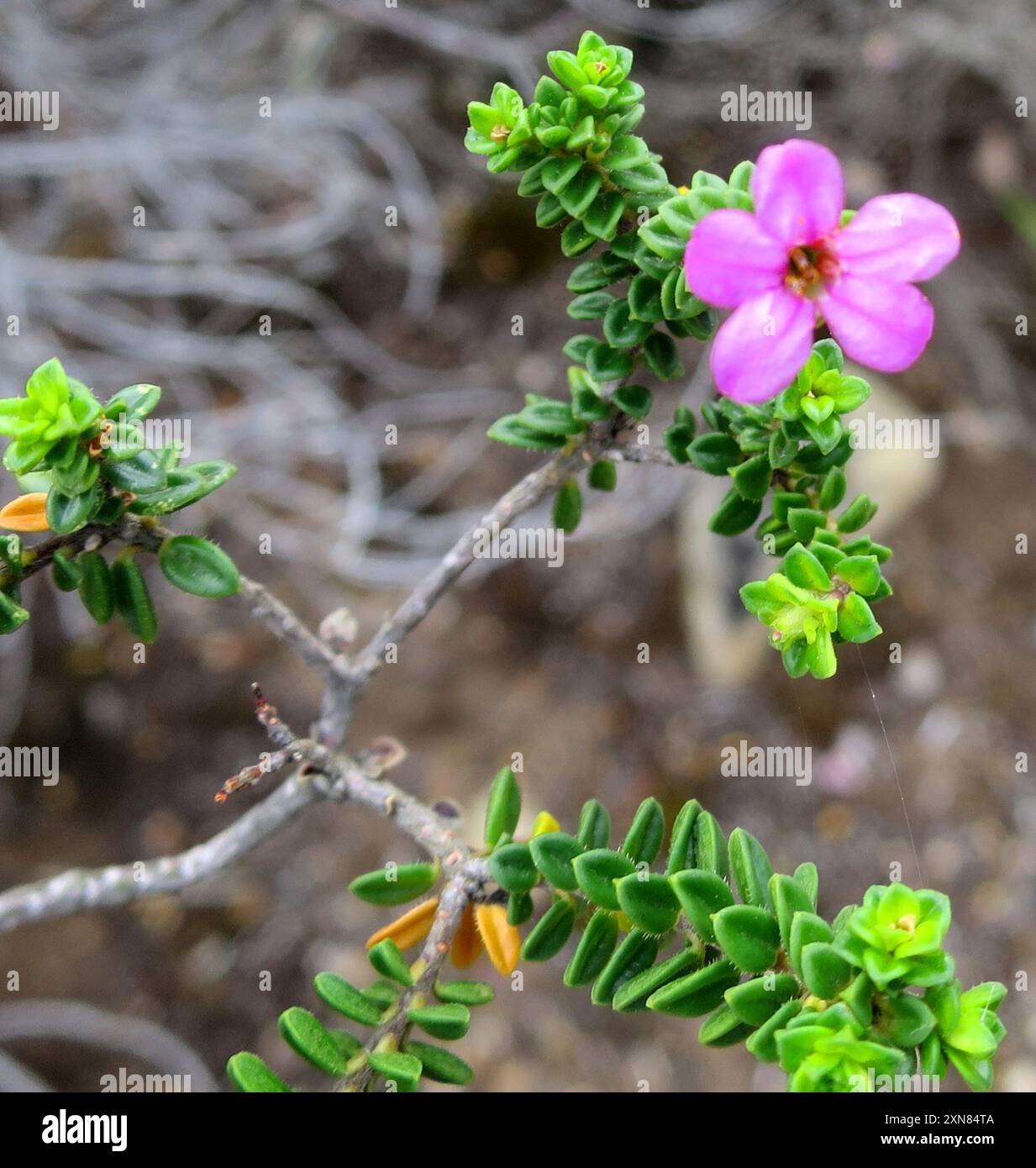 Porcelainflower (Acmadenia heterophylla) Plantae Foto Stock