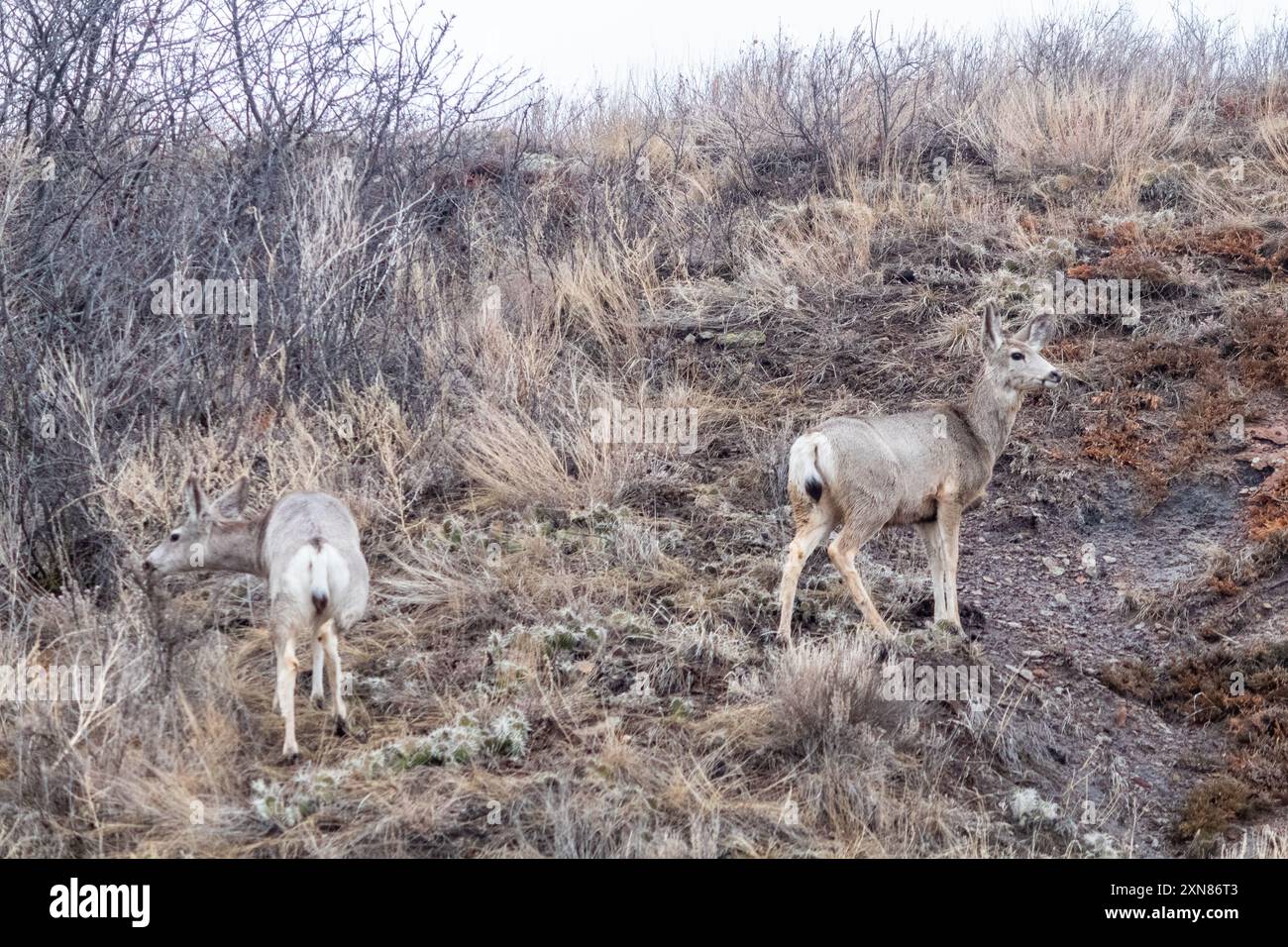 Due cervi muli in un affioramento roccioso a Drumheller, Alberta, Canada Foto Stock