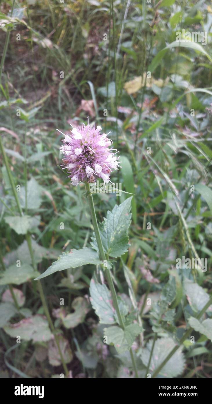 Plantae di issopo gigante delle foglie di ortica (Agastache orticifolia) Foto Stock