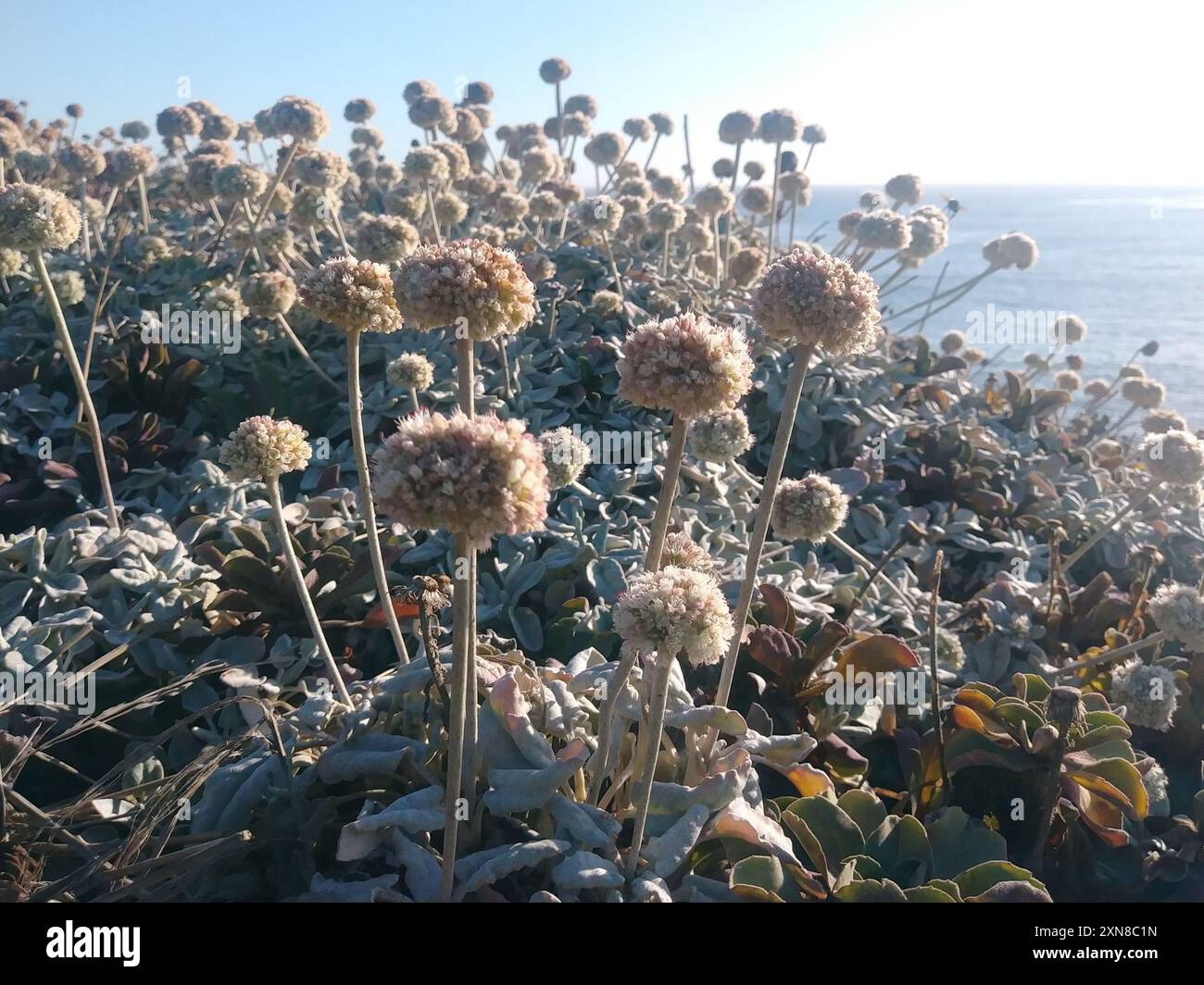 Grano saraceno (Eriogonum latifolium) Plantae Foto Stock