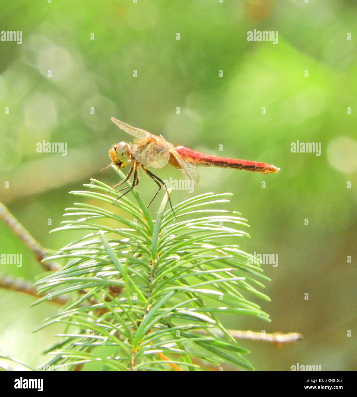 Meadowhawk a righe (Sympetrum pallipes) Insecta Foto Stock