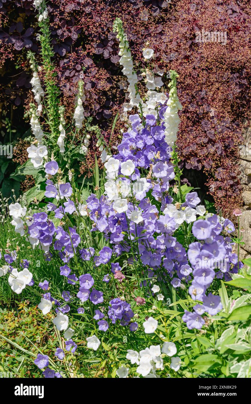 Campanula blu e bianca, guanti antinebbia bianchi contro il coggygria scuro di Cotinus Foto Stock