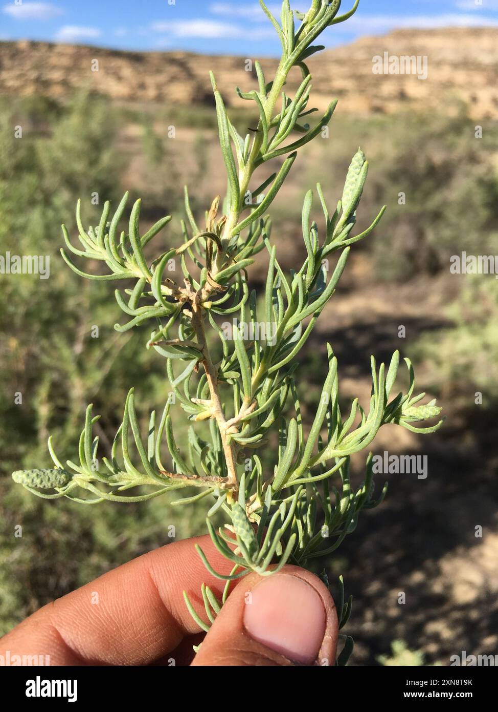 Greasewood (Sarcobatus vermiculatus) Plantae Foto Stock