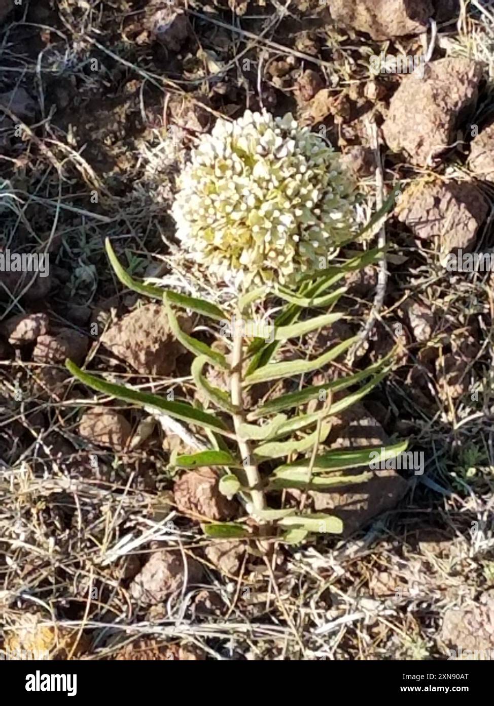 (Asclepias asperula asperula) Plantae Foto Stock